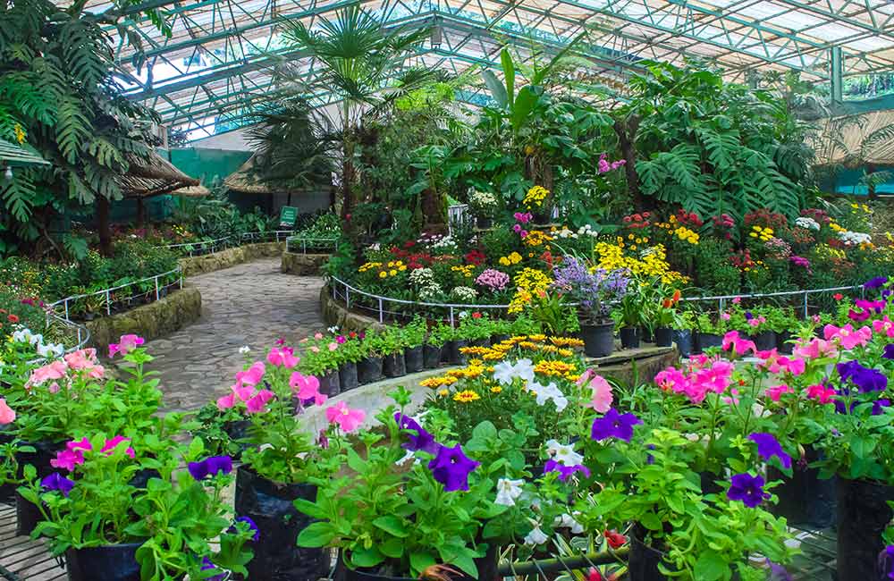 Flower Exhibition