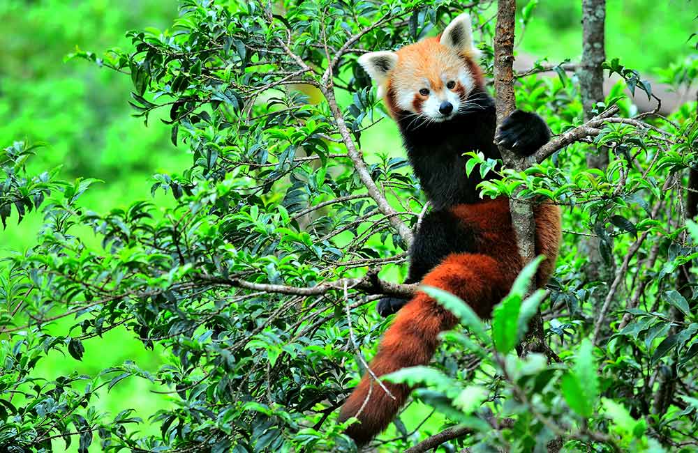 Himalayan Zoological Park