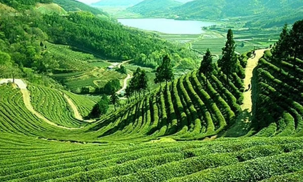 Darjeeling Sikkim Darshan Yatra
